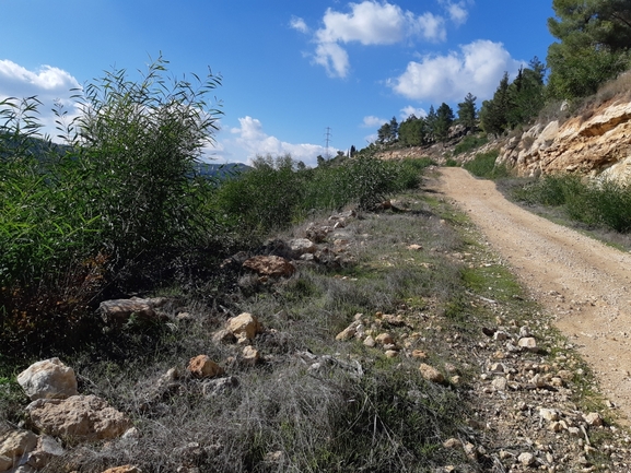 שיטה כחלחלה  צולם על ידי אחיה טובי 