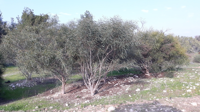 שיטה כחלחלה  צולם על ידי עידן טלמון 