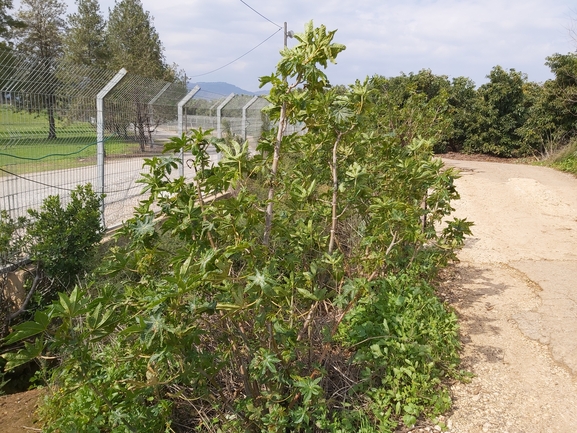 Castor-oil Plant, Castor Bean  photographed by צוות תל דן 