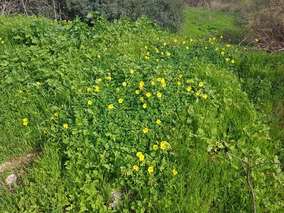 חמציץ נטוי  צולם על ידי עמית מנדלסון 