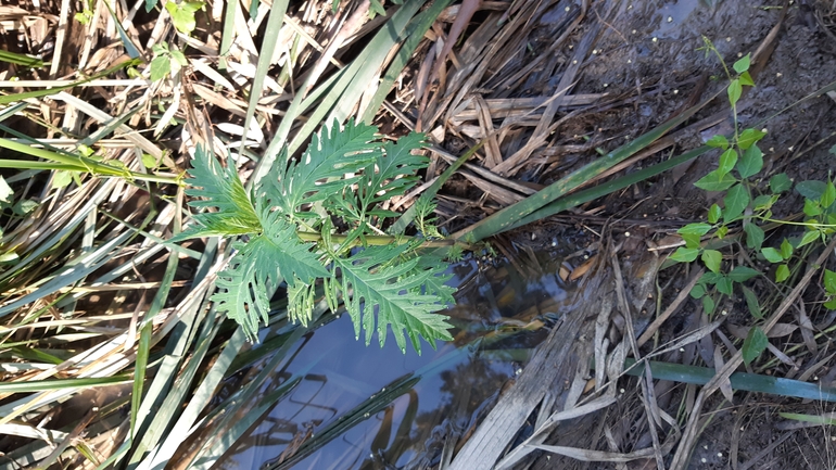 Weakleaf Bur Ragweed  photographed by יונתן סבלסקי 