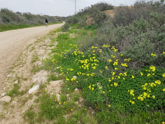 חמציץ נטוי  צולם על ידי עמית מנדלסון 