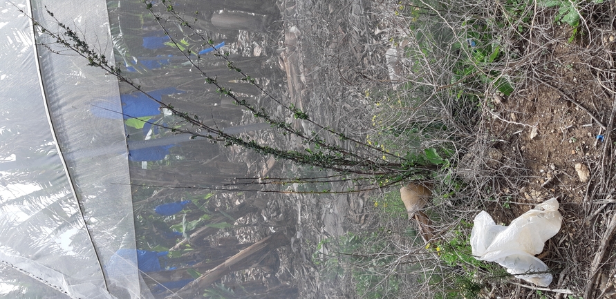 Weakleaf Bur Ragweed  photographed by עואד רכאד 