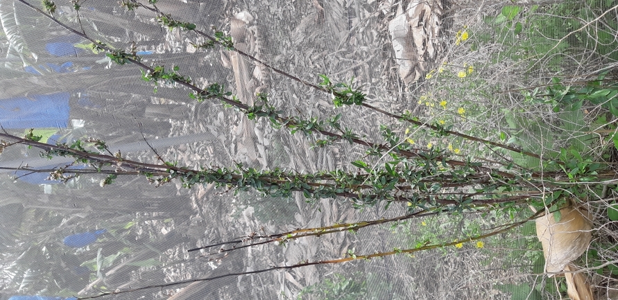 Weakleaf Bur Ragweed  photographed by עואד רכאד 