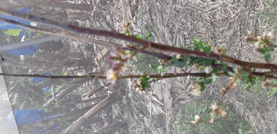 Weakleaf Bur Ragweed  photographed by עואד רכאד 