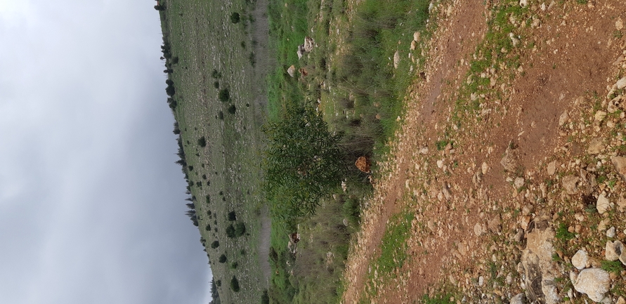 שיטה כחלחלה  צולם על ידי אוהד מאס 