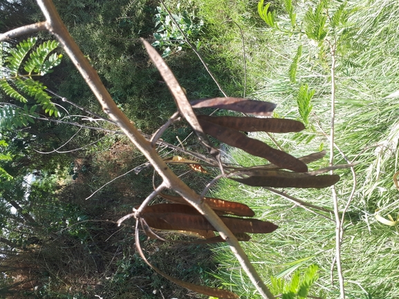 צחר כחלחל  צולם על ידי מימי רון 