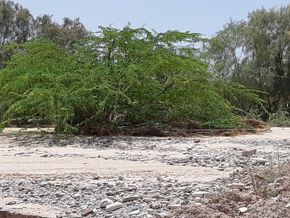 ינבוט המסקיטו  צולם על ידי אורן פריטל 