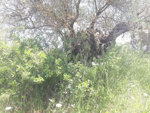 אזדרכת מצויה  צולם על ידי מימי רון 