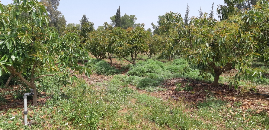 אמברוסיה מכונסת  צולם על ידי אוהד מאס 