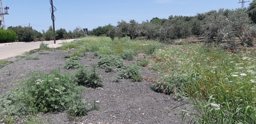 אמברוסיה מכונסת  צולם על ידי אוהד מאס 