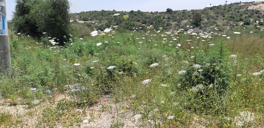 אמברוסיה מכונסת  צולם על ידי אוהד מאס 