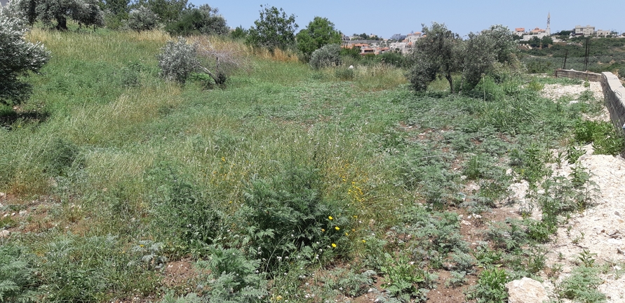 אמברוסיה מכונסת  צולם על ידי אוהד מאס 