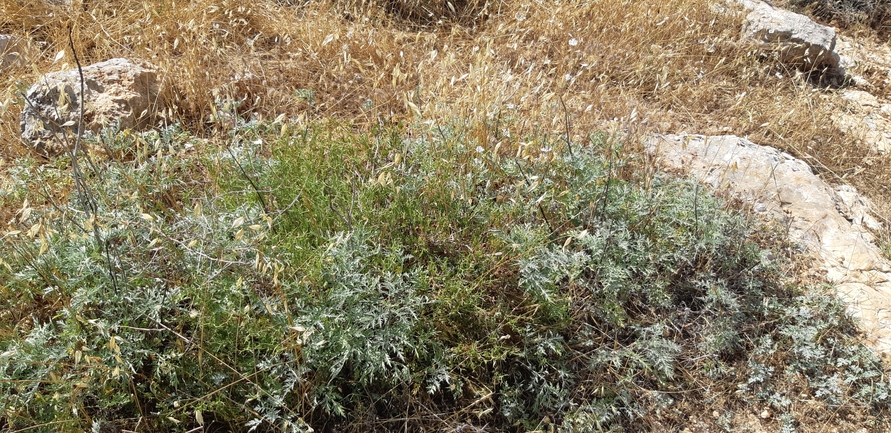 אמברוסיה מכונסת  צולם על ידי אוהד מאס 