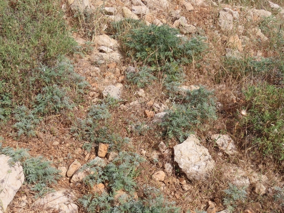 אמברוסיה מכונסת  צולם על ידי עמית מנדלסון 