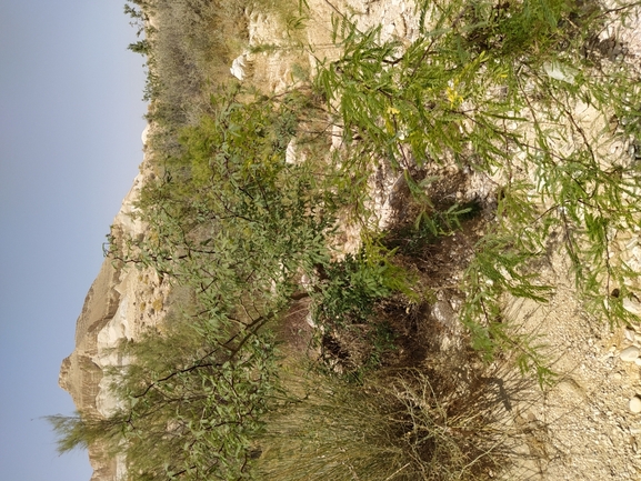 ינבוט המסקיטו  צולם על ידי תומר מזרחי 