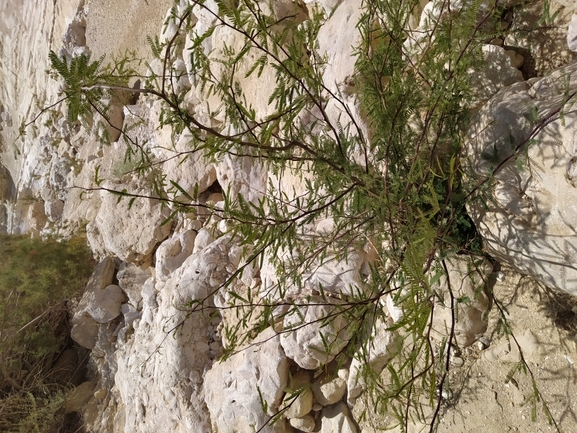 ינבוט המסקיטו  צולם על ידי תומר מזרחי 