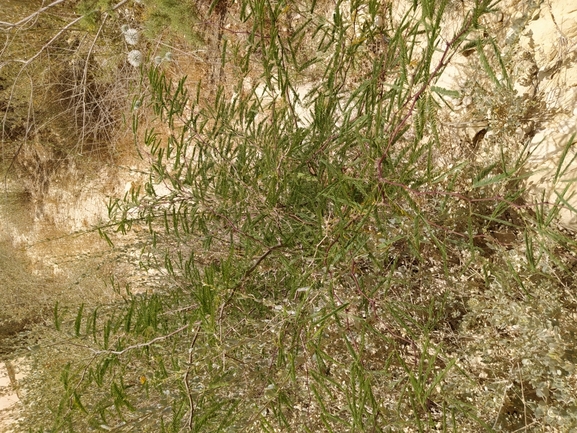 ינבוט המסקיטו  צולם על ידי תומר מזרחי 