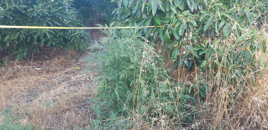 אמברוסיה מכונסת  צולם על ידי אוהד מאס 