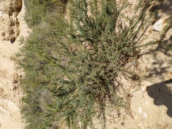 ינבוט המסקיטו  צולם על ידי תומר מזרחי 