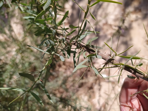 ינבוט המסקיטו  צולם על ידי תומר מזרחי 