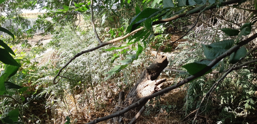 אמברוסיה מכונסת  צולם על ידי אוהד מאס 