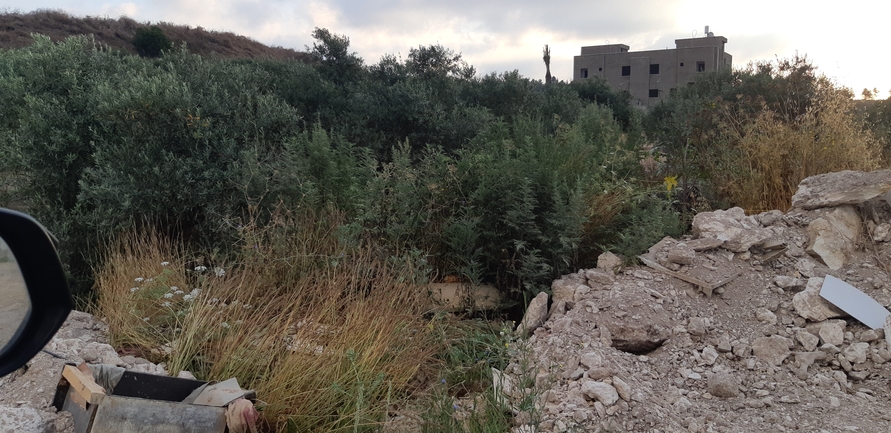 Weakleaf Bur Ragweed  photographed by אוהד מאס 