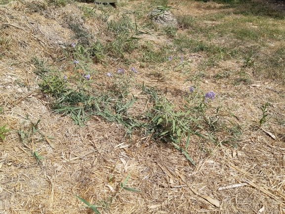 סולנום זיתני  צולם על ידי אופיר בריקנשטיין 