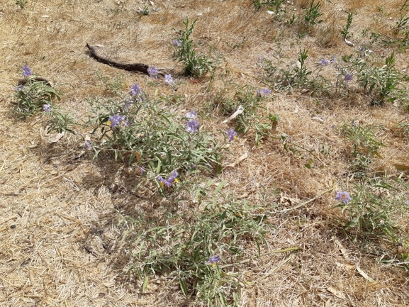 סולנום זיתני  צולם על ידי אופיר בריקנשטיין 