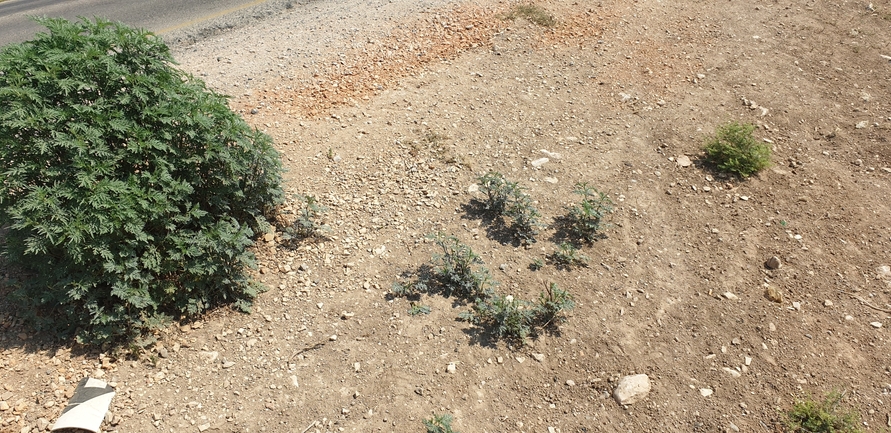 אמברוסיה מכונסת  צולם על ידי בן לוי 