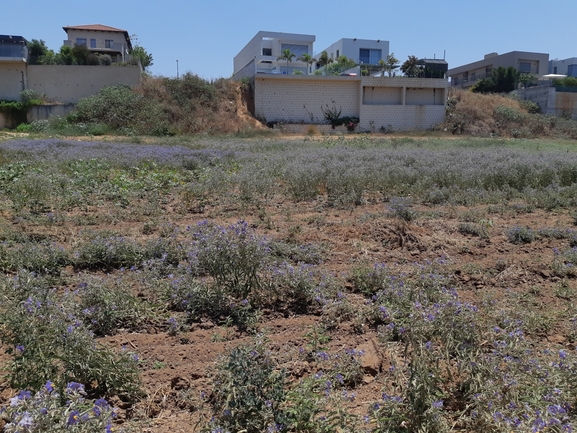 סולנום זיתני  צולם על ידי סיון מרדוק 