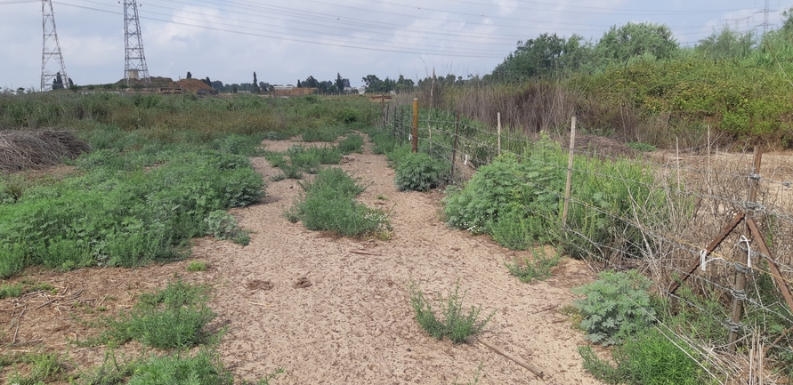 אמברוסיה מכונסת  צולם על ידי אוהד מאס 