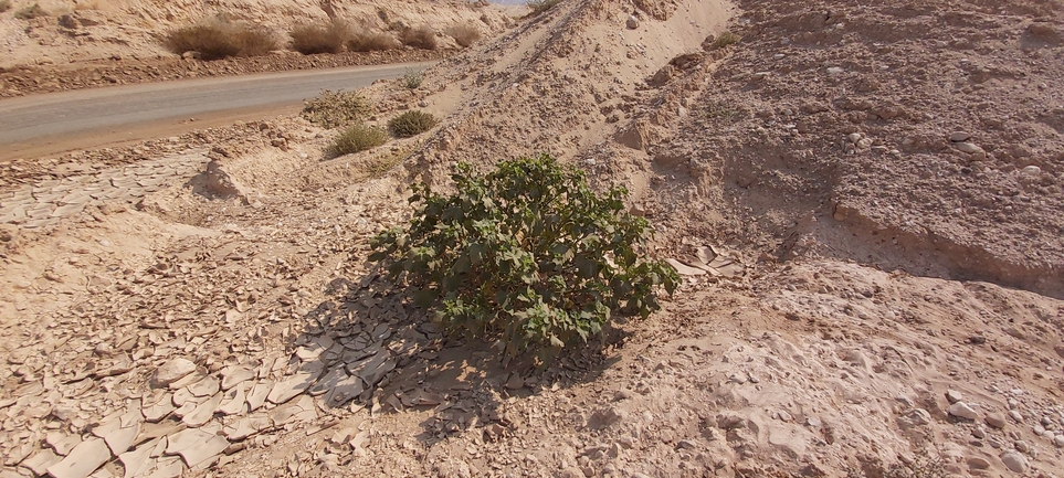 לכיד הנחלים  צולם על ידי אברהם לינקולן 