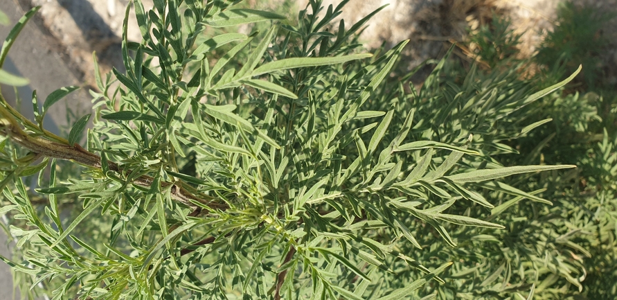 אמברוסיה מכונסת  צולם על ידי בן לוי 