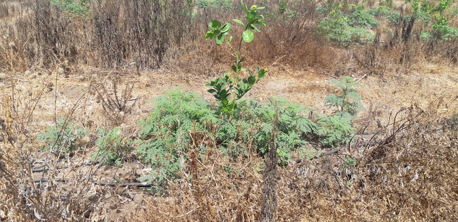 Weakleaf Bur Ragweed  photographed by אוהד מאס 