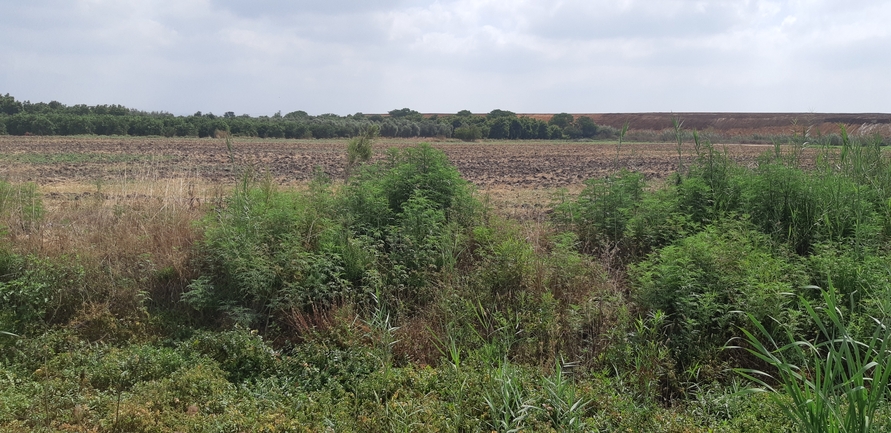 Weakleaf Bur Ragweed  photographed by אוהד מאס 