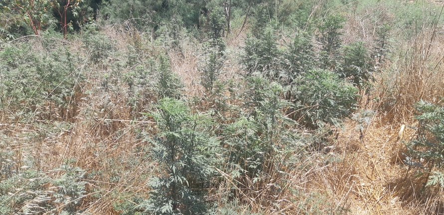 Weakleaf Bur Ragweed  photographed by אוהד מאס 