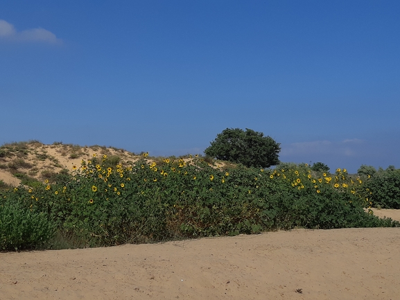 חמנית מצויה  צולם על ידי סיון מרדוק 