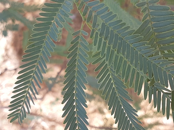 ינבוט המסקיטו  צולם על ידי אורן פריטל 