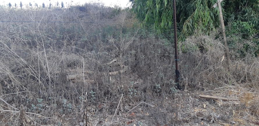 Weakleaf Bur Ragweed  photographed by אוהד מאס 