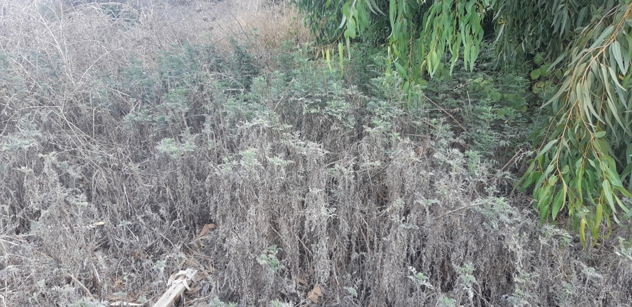 Weakleaf Bur Ragweed  photographed by אוהד מאס 