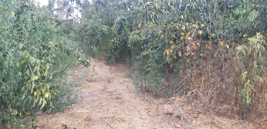 אמברוסיה מכונסת  צולם על ידי אוהד מאס 