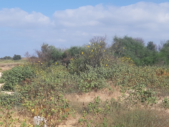 חמנית מצויה  צולם על ידי צליל לבין 