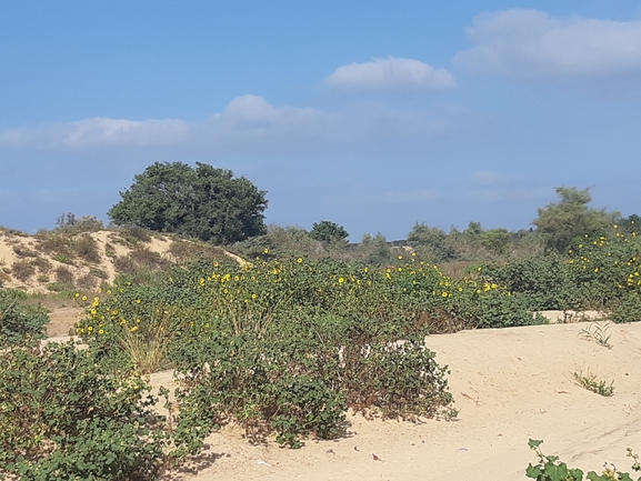 חמנית מצויה  צולם על ידי צליל לבין 