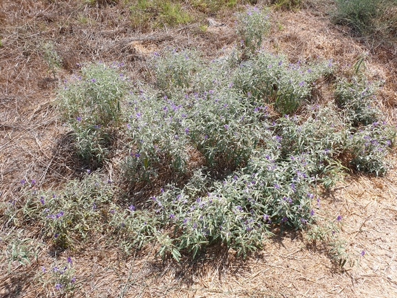 סולנום זיתני  צולם על ידי נצר אלימלך 