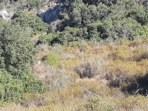 דודוניאה דביקה  צולם על ידי צליל לבין 