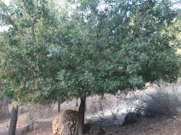 אזדרכת מצויה  צולם על ידי נעם רווח 