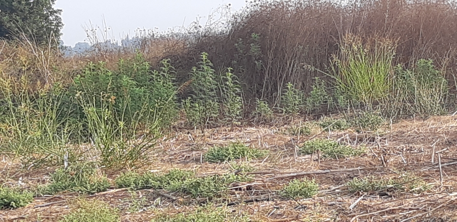 אמברוסיה מכונסת  צולם על ידי יריב מליחי 