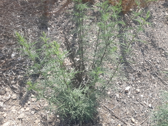 אמברוסיה מכונסת  צולם על ידי אוריה ואזנה 