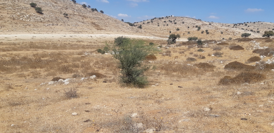 שיטת ויקטוריה  צולם על ידי אליאסף גוטמן 